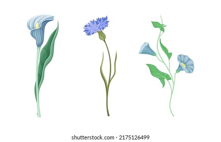 Delicate blue wild flowers set. Beautiful summer meadow flowering plants vector illustration