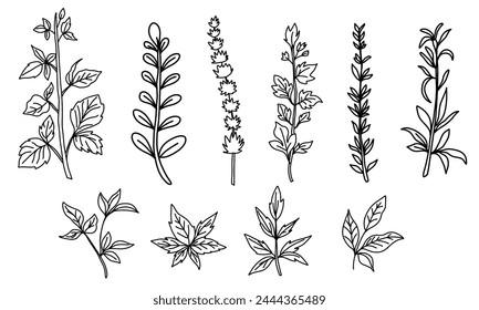 Zarte botanische Kritzeleien, jeder Strich fängt die Essenz der blumigen Schönheit der Natur ein