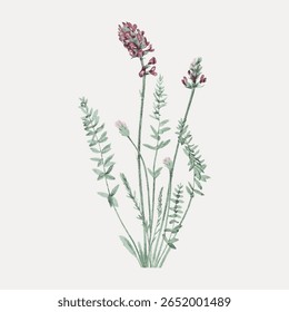 Delicate botanical illustration of pink flowers with green leaves. Botanical art showcasing pink blooms. Perfect for floral design and botanical enthusiasts. Vintage flower illustration vector.