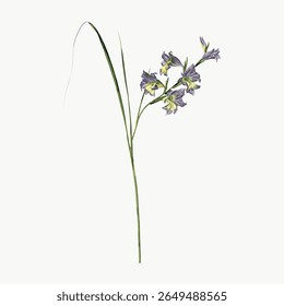 Delicate botanical illustration of a single purple flower with slender green stem. Elegant flower design, perfect for floral-themed projects and nature lovers. Vintage flower illustration vector.