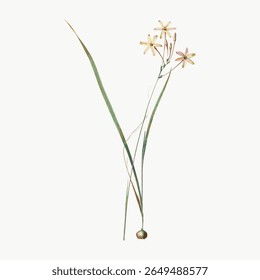 Delicate botanical illustration of slender green stems and small white flowers. Minimalist design with botanical elements, perfect for nature-themed decor. Vintage flower illustration vector.