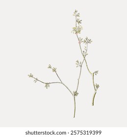 Delicate botanical illustration of a slender plant with thin stems and small leaves. The plant's intricate details highlight its natural elegance and simplicity. Vintage illustration isolated, vector.