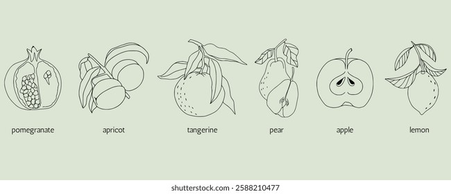 Delicate botanical illustration. Various fruits in fine line style. Pomegranate, apricot, tangerine, pear, apple, lemon. Hand drawn outline design. Minimalist elegant linear elements isolated on green