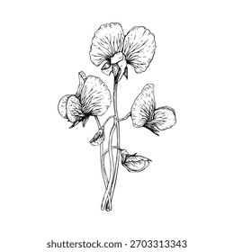 Uma delicada ilustração vetorial botânica de flores de ervilha doce. Pétalas abafadas e caules finos. A linha detalhada em um estilo clássico vintage. Composição pintada com tintas pretas.