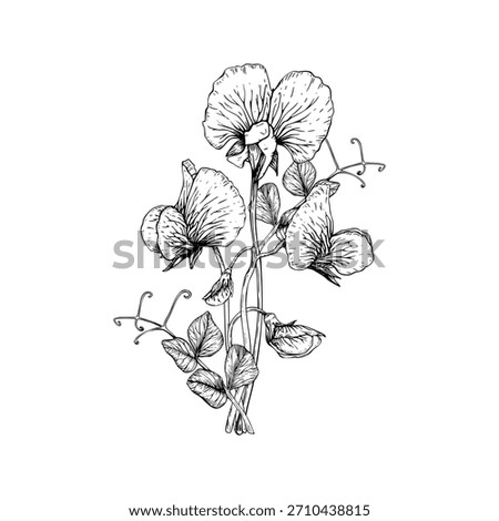 A delicate botanical vector illustration of sweet pea flowers and leaves. Ruffled petals, slender stems, and curling tendrils. The detailed linework in a classic vintage style. Painted by black inks.