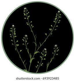 Delicate bough of shepherd's purse in a round frame. Elegant floral motif. Summer icon, emblem or logo, element for design.