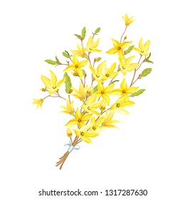 Delicate bouquet with blossoming yellow flowers and green leaves on branches Forsythia. Vector tender illustration in watercolor style. 