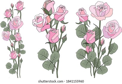 Delicate bouquet of pink or of purple roses. Rose flowers drawing vector illustration and line art. Vintage luxury. Objects isolated on white background. Set of elements. Spring flowers.Sketch, doodle