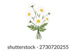 Delicate bouquet of white daisies with yellow centers and green leaves tied together in a bunch shown against a plain white background.