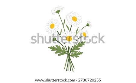 Delicate bouquet of white daisies with yellow centers and green leaves tied together in a bunch shown against a plain white background.