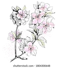 Delicate branch of an apple tree with flowers. Linear drawing by hands.