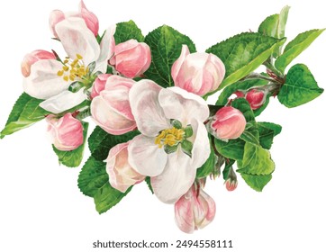 A delicate branch of an apple tree with flowers and leaves. Spring flowers. Watercolour illustration.