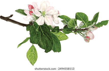 A delicate branch of an apple tree with flowers and leaves. Spring flowers. Watercolour illustration.