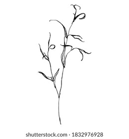Zarter Ast mit Blättern. Eukalyptus oder Weidenzwirn. Handgezeichnete Doodle-Skizze. Schwarze Silhouette auf weißem Hintergrund.