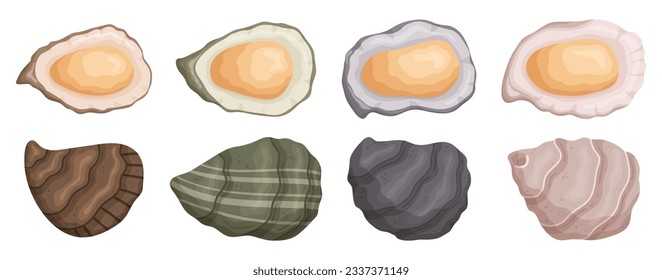 Delikate und kräftige Austern sind Muscheln, die für einen einzigartigen Geschmack und eine einzigartige Textur bekannt sind. Oft gekocht oder roh, gelten sie als Delikatesse mit besonderen Aromen. Cartoon-Vektorgrafik