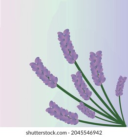 Delicados brotes de flores de lavanda. Imagen vectorial en un fondo madre de perla.