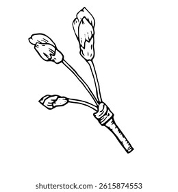 Delicate buds on a flowering branch, sketched in black and white ink. Vector illustration. A bouquet of blooming fruit tree flowers, isolated on a white background. Linear drawing for home decor