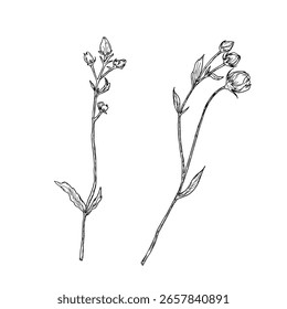 Delicate buds on a stem, set of silhouettes, black and white sketch. Vector illustration. Meadow flowers, isolated on white background. For invitations, cards for wedding, Valentine's Day and birthday