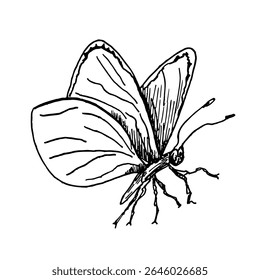 Delicate butterfly hand drawn black and white outline vector illustration. Painted Lady, Glasswing or Cabbage White butterflies line art sketch for subtle nature prints and minimalist wall decor.