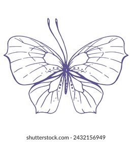 Delicate butterfly with patterns on the wings, simple, sweet, light, romantic. Illustration graphically hand-drawn in lilac ink in line style. Isolated EPS vector object