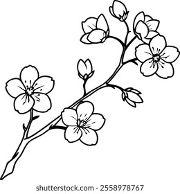 Delicate Cherry Blossom Line Art Vector