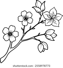 Delicate Cherry Blossom Line Art Vector