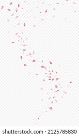 Delicate Cherry Spring Vector Transparent Background. Flying Lotus Illustration. Red Petal Falling Backdrop. Beautiful Blossom Fall Poster.