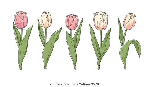 Eine delikate Sammlung von fünf blühenden Tulpen präsentiert mit einfachem künstlerischem Flair.