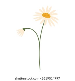 Delicate colorful flowers with green leaves on a clean white background. Spring and Summer Season