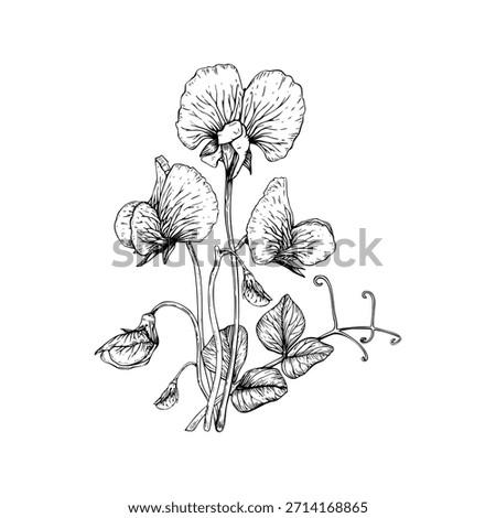 A delicate composition of sweet pea flowers and leaves. Ruffled petals, slender stems, and curling tendrils. Botanical vector illustration painted by black inks.