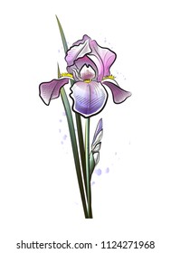 delicate contour iris in watercolors