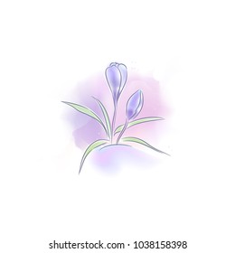 
delicate crocus flower in watercolor technique