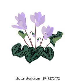 Delicate cyclamen on a white isolated background. Vector illustration for decorating postcards, invitations, web designs.