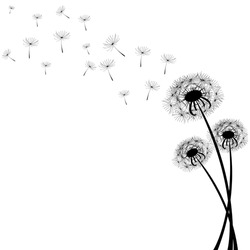 Delicate Dandelions On A Contrasting White Background With Flying Fluffs. Unique Images Of Dandelions In The Lower Right Corner. Vector Illustration.  