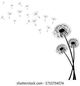 Delicate dandelions on a contrasting white background with flying fluffs. Unique images of dandelions in the lower right corner. Vector illustration.  