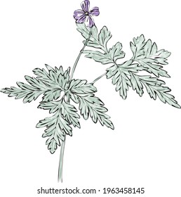 Delicate and elegant hand drawn floral illustration of a herb robert (geranium) flower in watercolor style