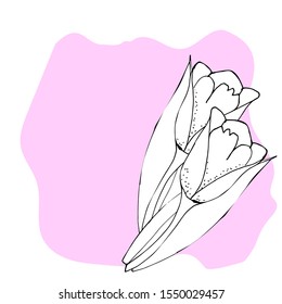 Delicate festive design, two tulips on a pink background, for Valentine's Day and weddings. Drawn by hand. Vector illustration, suitable for postcards, banner, design.