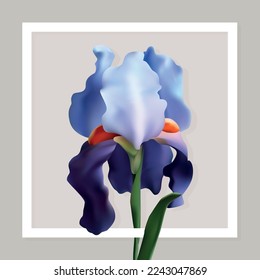 Delicate fleur-de-lis flower nature 02