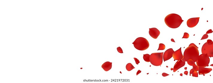 Delicate Floral Beauty Vector Panoramic White Background. Summer Cherry Wallpaper. Pink Sakura Tender Cover. Red Petal Falling Banner.