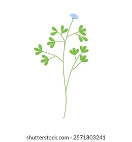 Delicate floral branch. Field meadow flower stem with blooming wildflower and leaves. Gentle fragile botanical design element. Natural flat graphic vector illustration isolated on white background