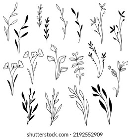 Delicate floral clipart. Hand drawn plants, herbs, blooms, branches with leaves, flowers, swirls in line art and solid versions. Black and white botanical illustration. Vector image.  