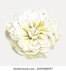 Delicada ilustração floral com uma rosa branca. A rosa branca é suavemente sombreada, destacando suas pétalas. Perfeito para desenhos com temas florais e decoração. Vetor de ilustração de flor vintage.