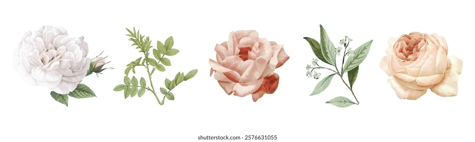 Delicate floral illustrations of roses and leaves. Soft pink and white roses, green leaves. Elegant roses and leaves in a charming arrangement. Spring illustrations, vector set.