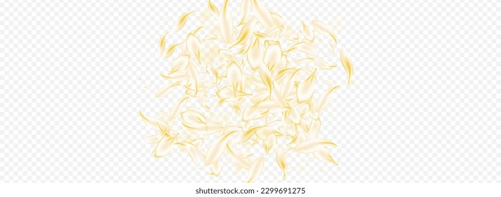 Delicate Floral Spring Vector Panoramic Transparent Background. Yellow Japanese Flower Illustration. Gold Petal Fall Pattern. White Rose Falling Template. Japan Sakura Texture.