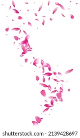 Delicate Floral Tender Vector White Background. Falling Cherry Texture. Beautiful Rose Japanese Frame. Pink Flower Japan Illustration.