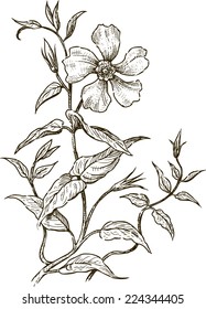 delicate flower