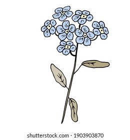Delikate Blume blau vergiss-me-not. Vektorgrafik.