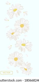 Delicate flower chamomile. Blooming white chamomile, design for cosmetic product, tea, perfume, essential oil. Beautiful chamomile background. Banner for you health products. 3d vector illustration.