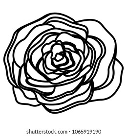delicate flower nature bloom image