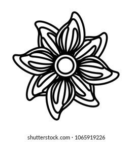 delicate flower nature bloom image